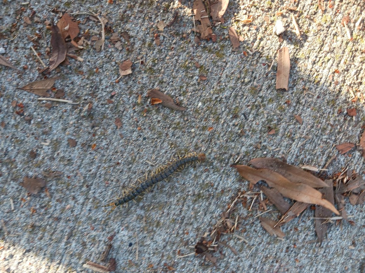 GothStoner_Babe's tweet photo. Never know what will show up after a storm but this is the first centipede or millipede I've ever seen not sure which it is #gothgirls #gothic #gothspring #insect https://t.co/Kn2mM83KZz