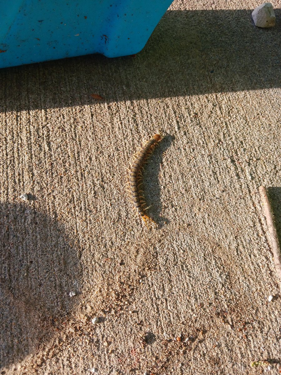GothStoner_Babe's tweet photo. Never know what will show up after a storm but this is the first centipede or millipede I've ever seen not sure which it is #gothgirls #gothic #gothspring #insect https://t.co/Kn2mM83KZz