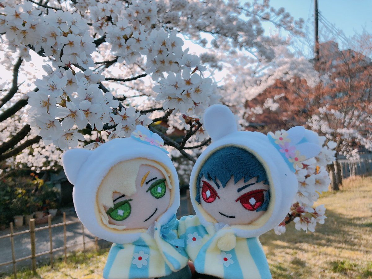 hidukiUK's tweet photo. お花見🌸 https://t.co/C0esHLrj0q