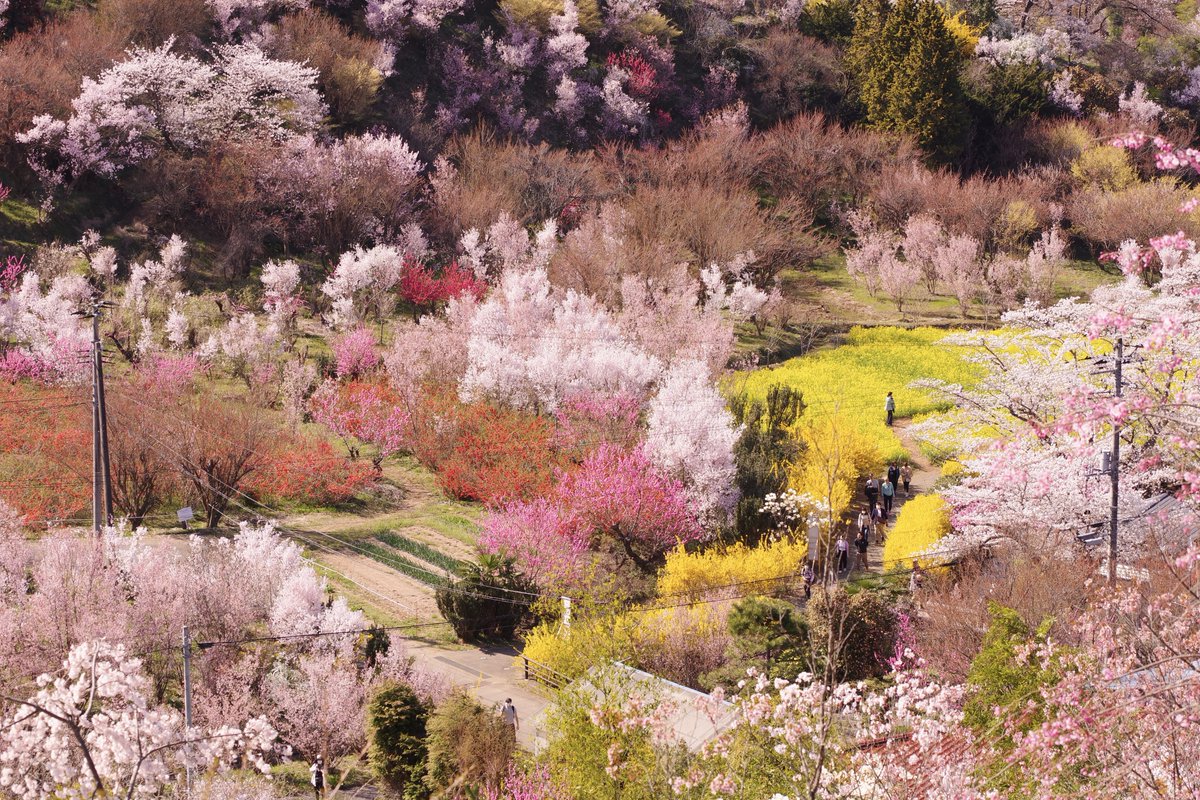masaki_chatu's tweet photo. 福島市までお花見に来ました🌸
花桃は来週が満開かな☺️
東京の桜は散っちゃったけど、東北はまだまだ楽しめるね(´∀｀) https://t.co/4UJf79C2C4