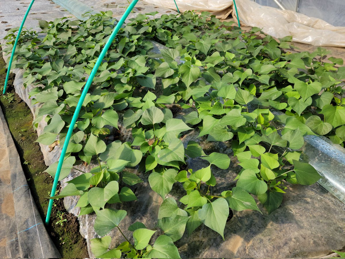 「すずほっくり」のウィルスフリー苗。
形状も良く揃いも良いイモですが、苗の容姿も品があって美しい。