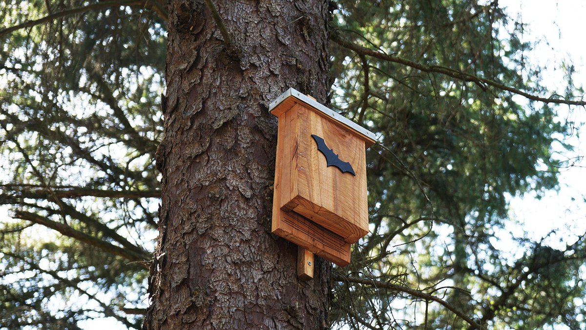 LilVikingGardns's tweet photo. Bats!!🦇 Now is the best time of the year to put up bat boxes so the bats can claim them before the warm weather wakes up the bees and wasps who can otherwise claim those bat boxes.
#littlevikinglandscaping #bats #batboxes #NovaScotia #antigonish #antigonishcounty https://t.co/LyfbCpZGxc
