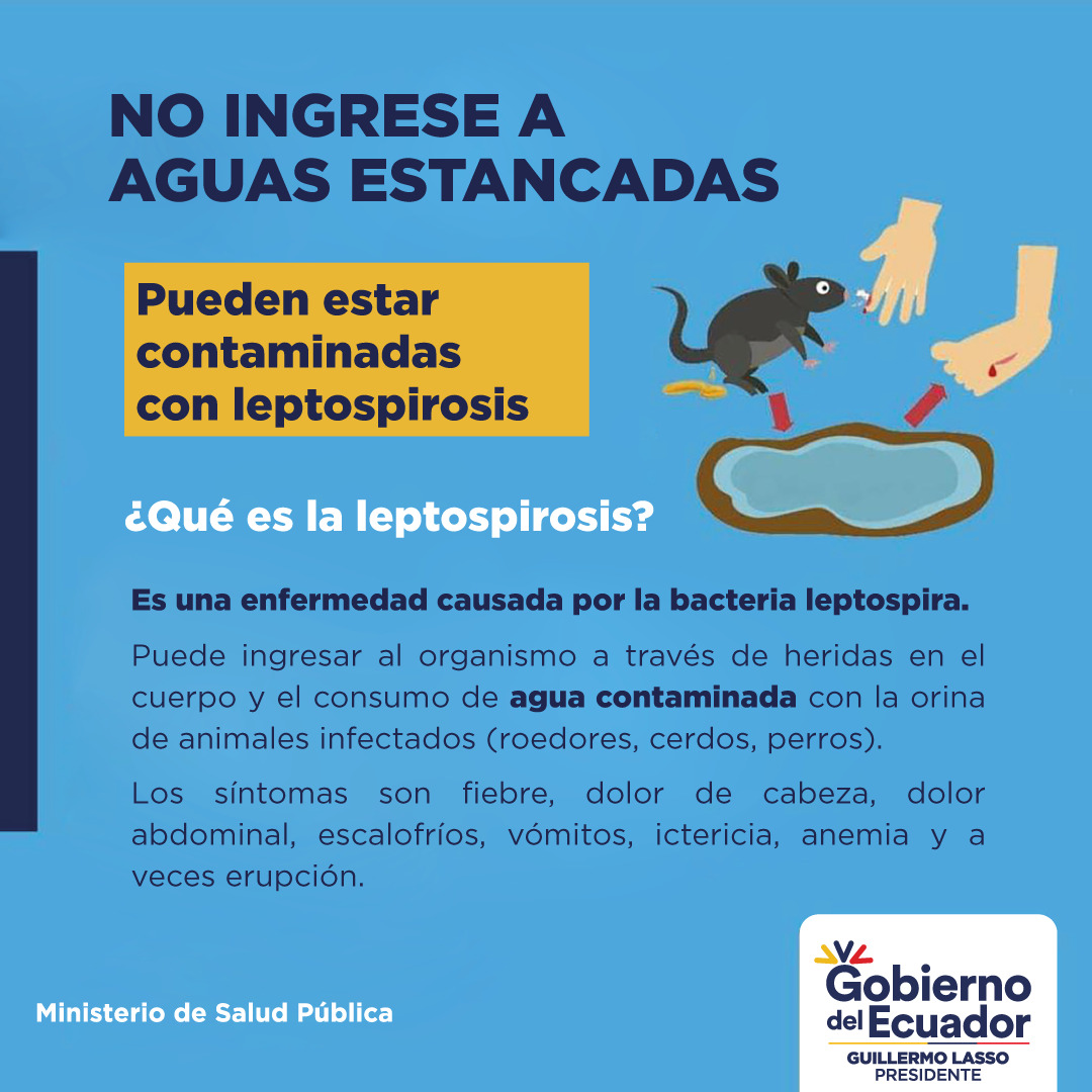 HGMonteSinai's tweet photo. ¡⚠️Cuidado, no ingreses a aguas estancadas pueden estar contaminadas con #Leptospirosis 🐀!

La bacteria leptospira ingresa a nuestro organismo a través de heridas y consumo de agua contaminada 😰 por orina del animal infectado 🐁🐖🐕.

@Salud_Ec te informa los síntomas ⬇️ https://t.co/1dClCD5JtB