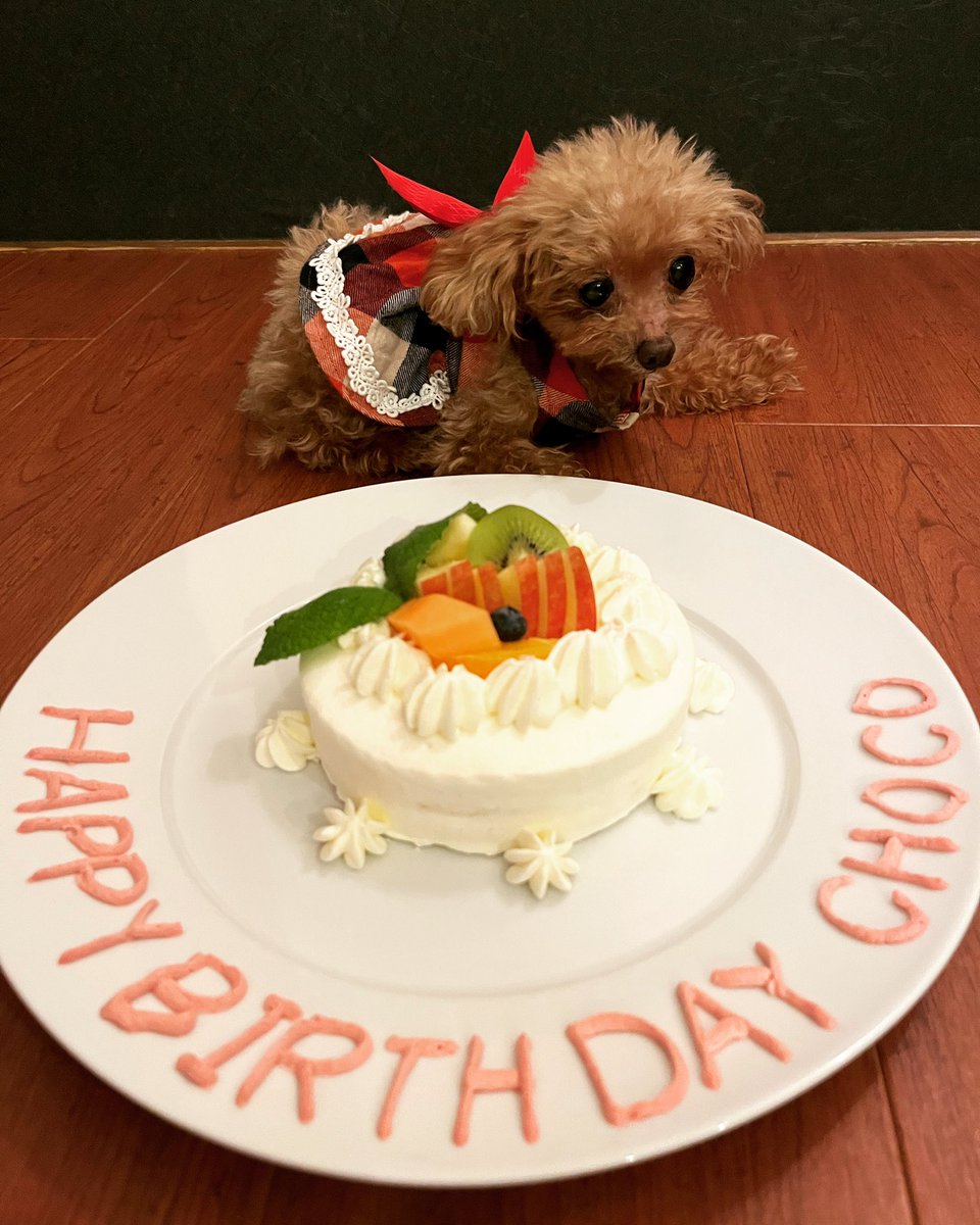 vaniranomama's tweet photo. チョコ12歳のお誕生日😊
元気でずっと一緒にいてね！
#トイプードル 
＃ティーカッププードル 
#12歳
 #ずっと一緒 https://t.co/4LuZ8uhdg1