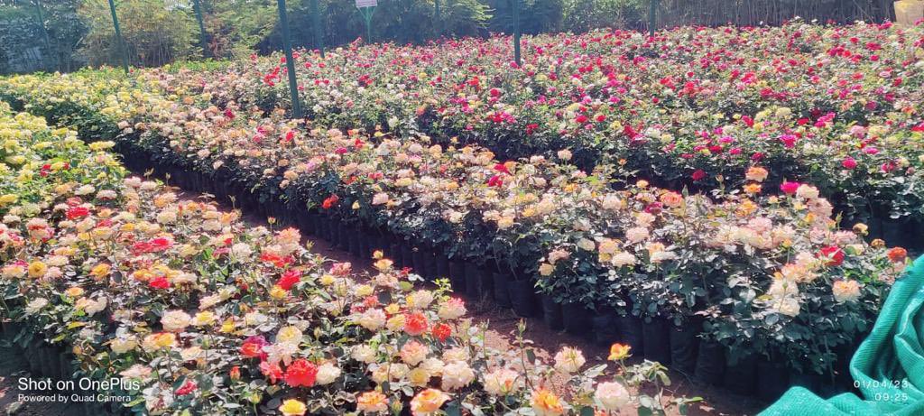 KTRBRS's tweet photo. Guess where these beautiful pics are from? 

Nursery maintained by Korutla Municipality !!  😊

We have 1012 such Nurseries across 141 Towns (plus another 600 in GHMC) 

@MC_Korutla Great Job 👏 Keep up the good work @cdmatelangana 

#HaritaHaaram #GreenBudget https://t.co/DtG05iTUmp