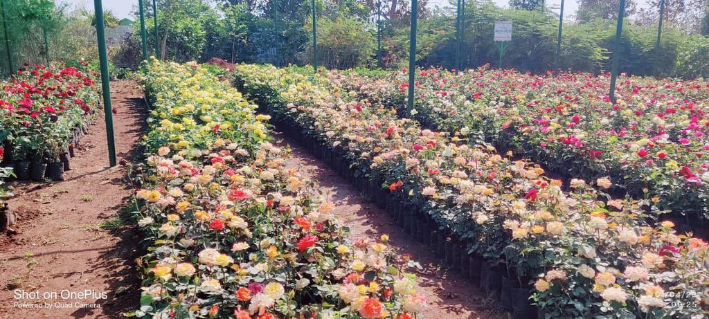 KTRBRS's tweet photo. Guess where these beautiful pics are from? 

Nursery maintained by Korutla Municipality !!  😊

We have 1012 such Nurseries across 141 Towns (plus another 600 in GHMC) 

@MC_Korutla Great Job 👏 Keep up the good work @cdmatelangana 

#HaritaHaaram #GreenBudget https://t.co/DtG05iTUmp