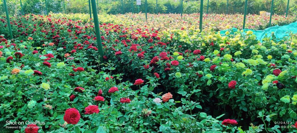 KTRBRS's tweet photo. Guess where these beautiful pics are from? 

Nursery maintained by Korutla Municipality !!  😊

We have 1012 such Nurseries across 141 Towns (plus another 600 in GHMC) 

@MC_Korutla Great Job 👏 Keep up the good work @cdmatelangana 

#HaritaHaaram #GreenBudget https://t.co/DtG05iTUmp