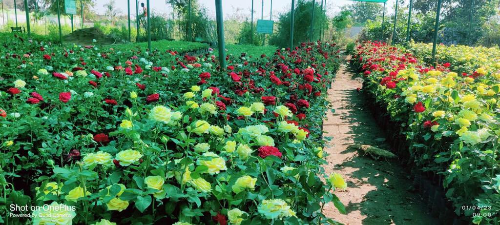 KTRBRS's tweet photo. Guess where these beautiful pics are from? 

Nursery maintained by Korutla Municipality !!  😊

We have 1012 such Nurseries across 141 Towns (plus another 600 in GHMC) 

@MC_Korutla Great Job 👏 Keep up the good work @cdmatelangana 

#HaritaHaaram #GreenBudget https://t.co/DtG05iTUmp