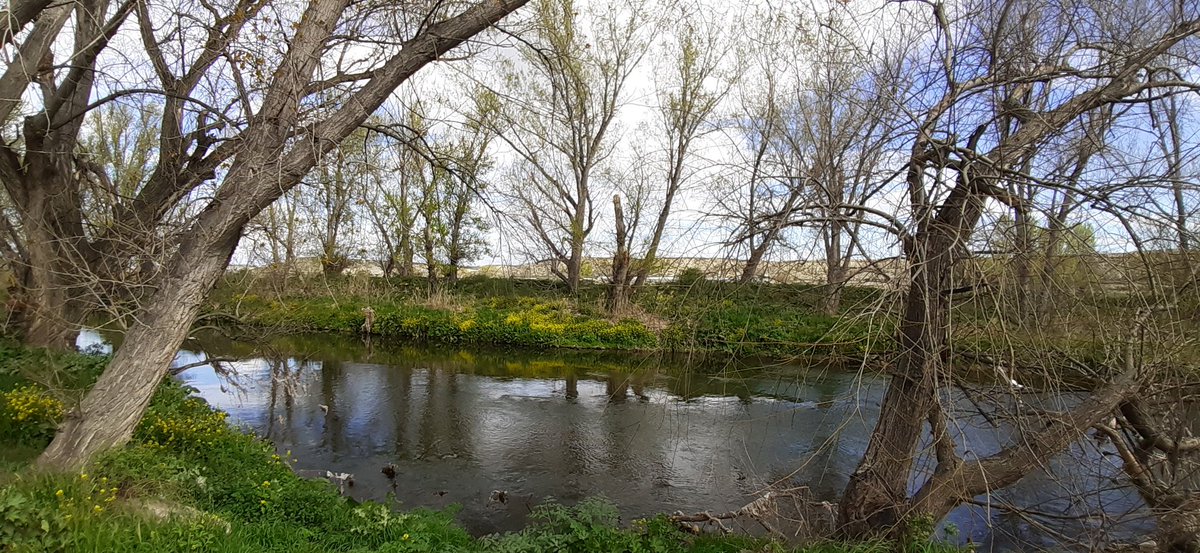 CRUZ_GUTIEZ's tweet photo. Getafe tiene río, ya empezamos a disfrutar del Manzanares, una realidad en marcha, en Getafe los sueños se cumplen!
Hoy plantación de árboles en #PeralesDelRío #GetafeEsVerde #ProyectoGetafeRío 🌿🌳
@PsoeGetafe https://t.co/2GtSYt6Ba5