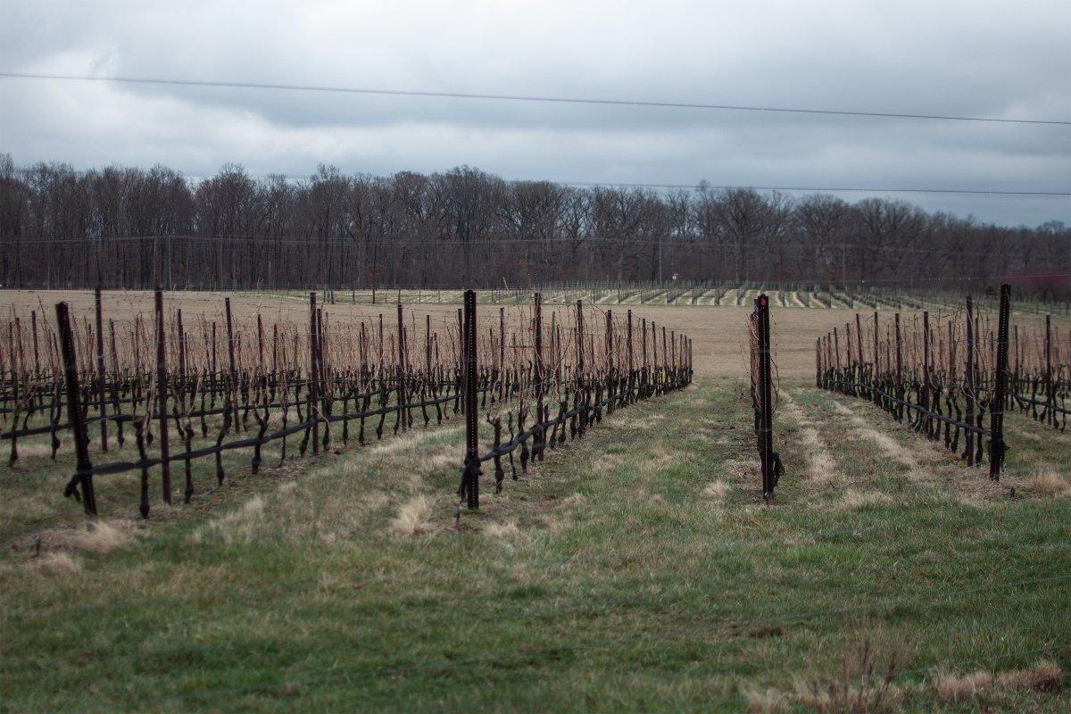 Naylorpackaging's tweet image. Delivery to a longtime customer, Doukenie Winery in Loudon County, VA. We love their property and their wines.

#LoudonCounty #VAwines #VAisforLovers #DoukenieWinery #wines #cabernetfranc #naylorpackaging #naylorwines #visitVA #customerservice #smallbusiness #winepackaging