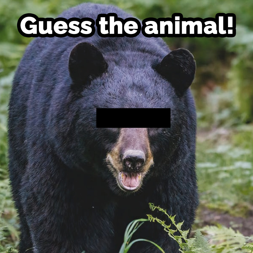 ONresources's tweet photo. Weโre kicking off another round of #Trivia to put your skills to the test. What could these animals be?
#GuessTheAnimal #Trivia #AprilFools #FirstDayOfApril https://t.co/34li2IJnSa