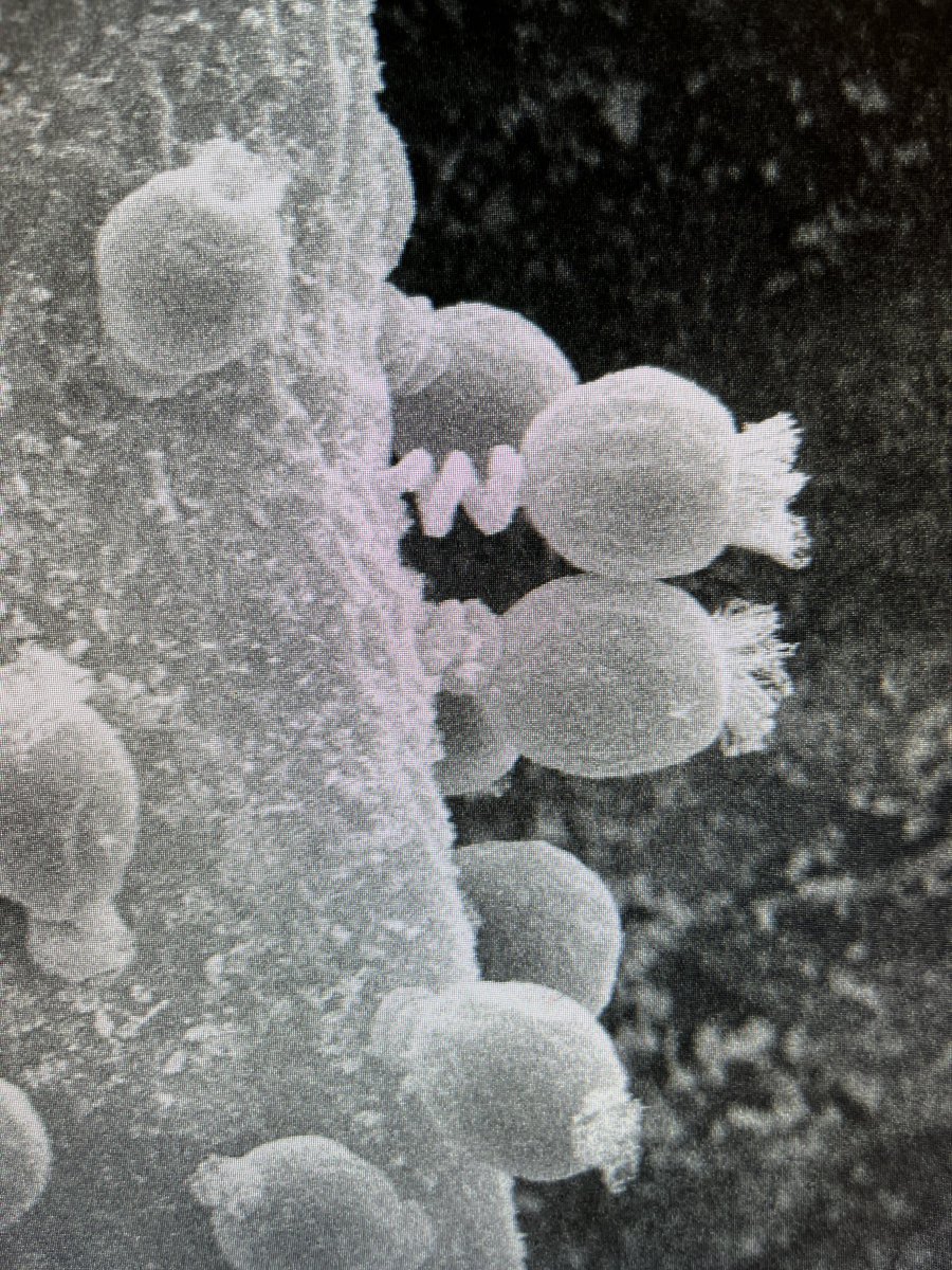 Tanya Josek 🧑🏽‍🔬🏳️‍🌈 tweet media