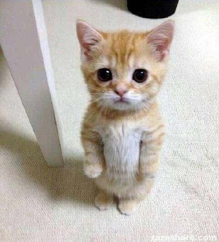 unsabiodice's tweet photo. @FerVonLaiho @EAlatam Yo esperando ganar algo en la vida https://t.co/RxjQEiYHrE