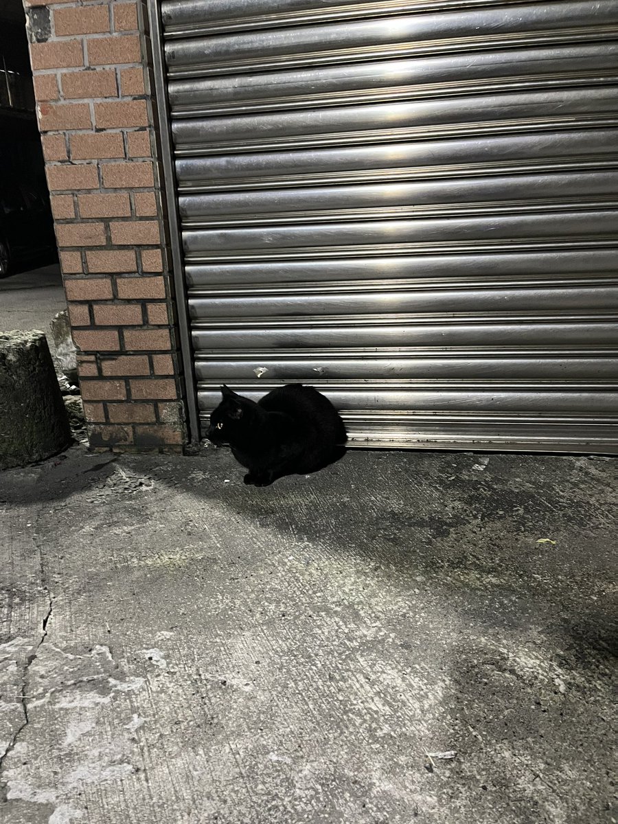 Shang (@haoshang417) on Twitter photo 