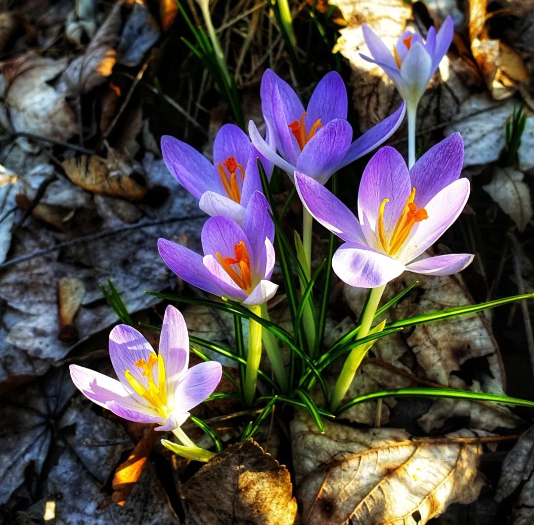 DianaDWild1's tweet photo. Aura glowing, energy flowing...
Hello April 💚
#crocus #wildflowers #sunny
#green #purple #flowers
#instaflowers #forest #walkinforest #photo #Saturday #april #1april #newmonth #weekendvibes #Beautiful #mood #instaphoto #helloapril https://t.co/FCBJMkS537