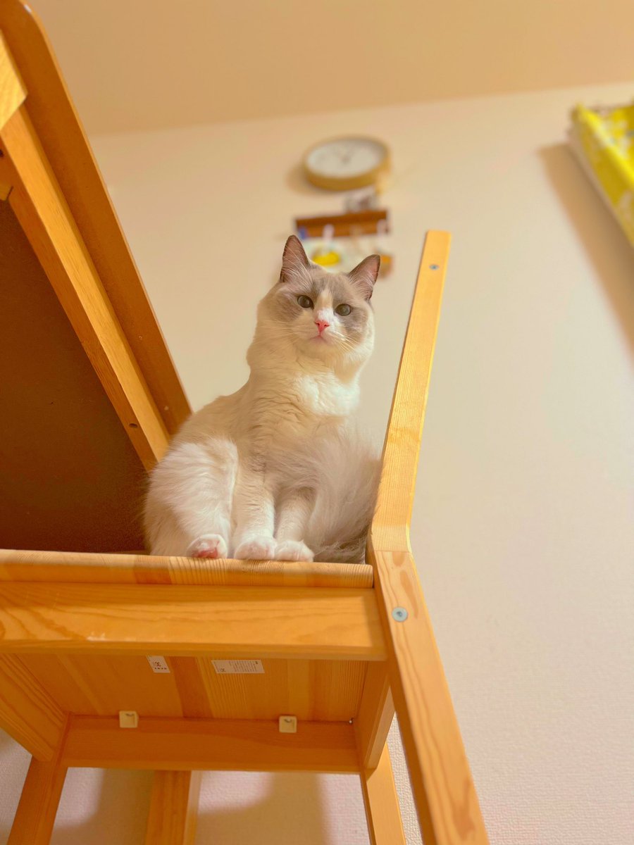 mariechan_____'s tweet photo. 女王様👑
.
#猫がいる暮らし #猫がいる幸せ #ねこのいる生活 https://t.co/8SvwV4wOYv