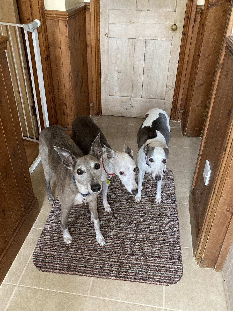 Just For Whippets tweet media