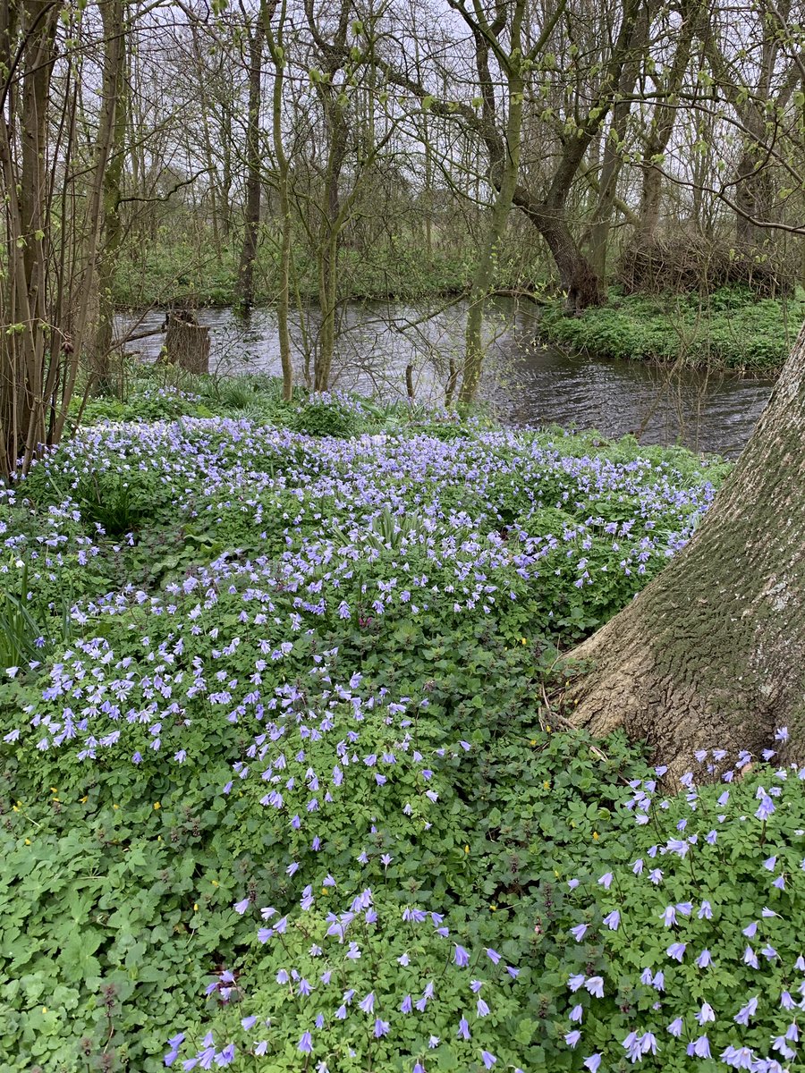mariacggnoord's tweet photo. Mooie #stinzenplanten bij de states in Friesland. Heel veel blauwe #anemonen gezien vandaag. https://t.co/DqYKlqPSAU