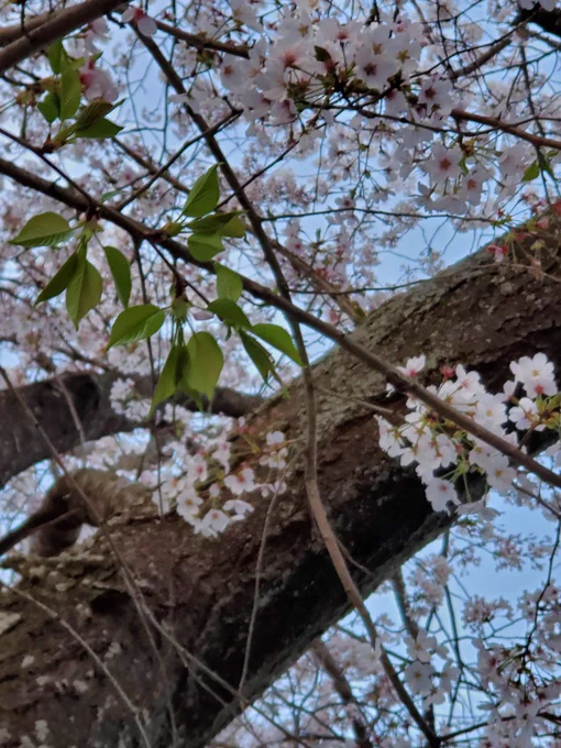 今日夕方撮った桜が凄く良かった 