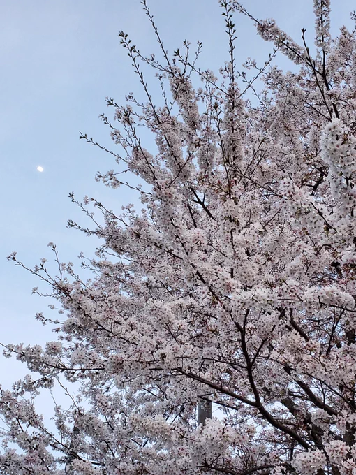 今日夕方撮った桜が凄く良かった 