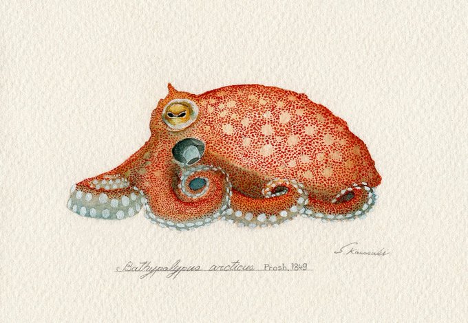 「octopus」 illustration images(Latest)｜5pages