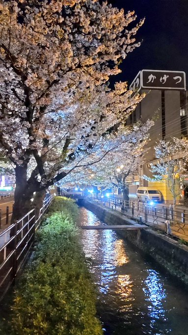 ゆるキャン△桜🌸巡りツーリング巡礼二日目。石和のさくら温泉通りの夜桜🌸観て来ました。😆 