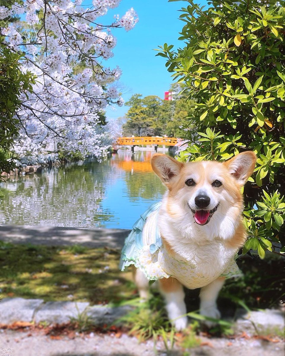 Keep looking That's the secret of life!😍#CorgiSwarm #corgi #corgis #corgipuppy #corgisftw #corgisrule #corgismile #corgisgonnacorg #corgination #corgilove #corgicommunity #corgilife #corgiaddict #corgiplanet #corgiworld #corgibutt #corgilover #corgilovers #corgifeed