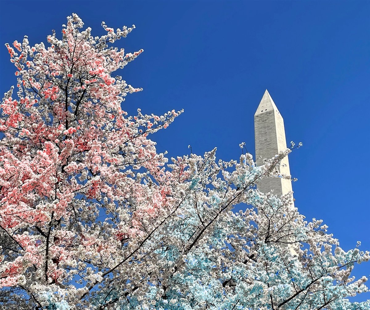 Unbelievable! The legendary cherry tree cut down by young George Washington has regenerated on the Washington Monument grounds and is patriotically blooming red, white & blue blossoms. 
#NationalMall #WashingtonDC