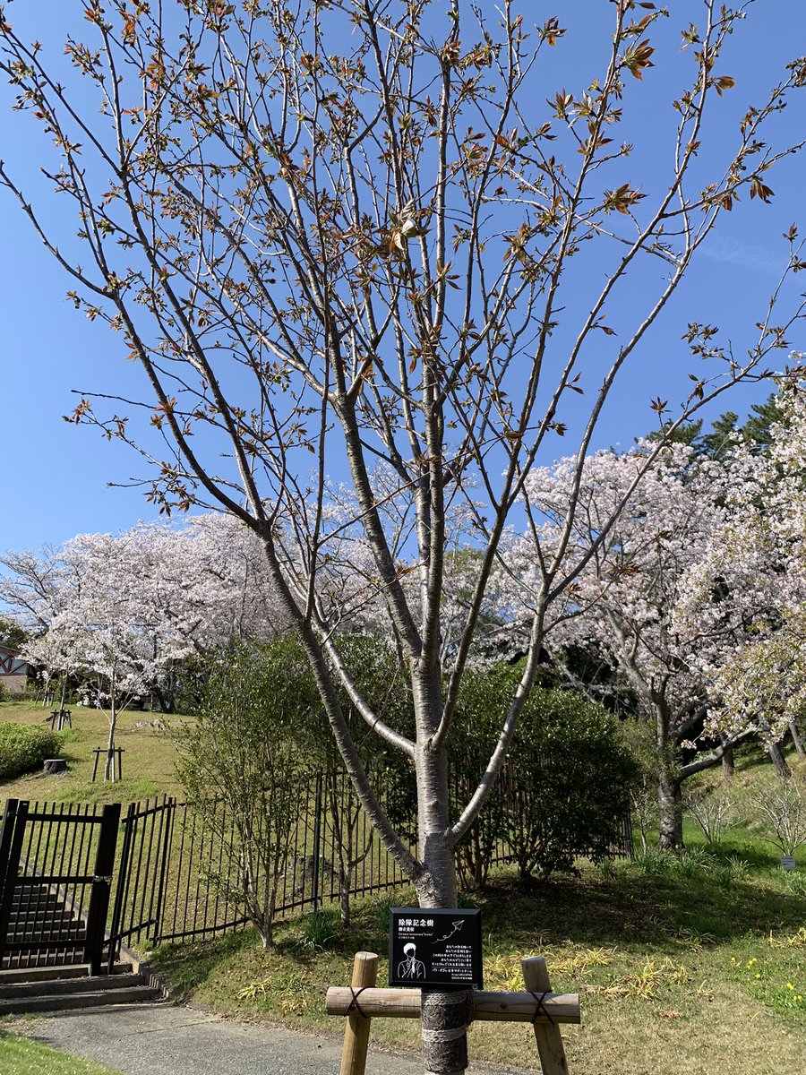 angelicfeeling's tweet photo. 絶好のお花見日和🌸
御衣黄桜の満開は
未だ先みたい🌸

@BOGUMMY 
#ボゴム桜
#御衣黄桜
 #浜松フラワーパーク 
#Bloomin' https://t.co/wyMb1Wonnz