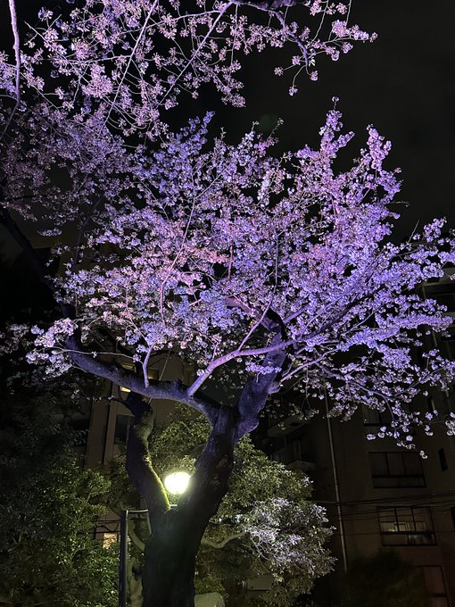 夜桜四重奏🌸 