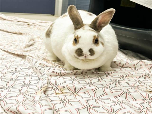 AdoptableBuns's tweet image. BELLA is a young bunny rabbit from #HawRiver, NC. petfinder.com/petdetail/6175…
