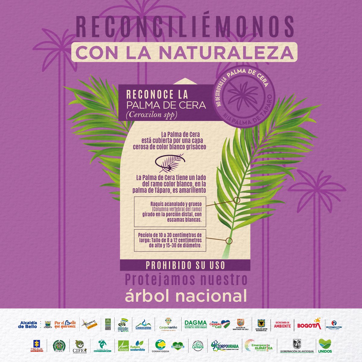 cornare's tweet photo. Reconcíliate con la naturaleza y proteje nuestro árbol nacional 🇨🇴

En este Domingo de Ramos 🌿 NO compres Palma de Cera 🚫. Aprende a identificarla y denuncia a quienes la comercializan, hay otras alternativas como la hoja de Iraca que puedes utilizar ✔️. https://t.co/5pTnL89HSu