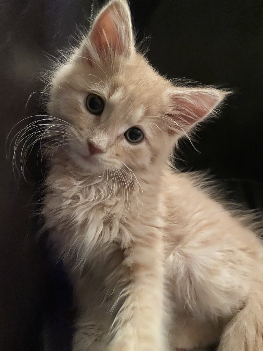 Hales_Omega's tweet photo. I didn’t meet my March writing goal but that’s because I was too busy with the 2 kittens I adopted 🥹 https://t.co/BT4M1JaCBj