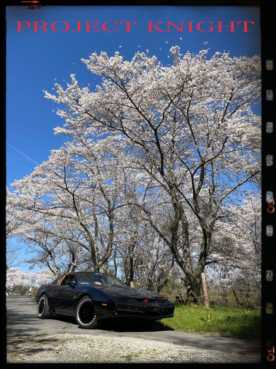project_knight_'s tweet photo. 流石地元の桜🌸
誰もいないのでナイト2000  
眺めながらお昼にお茶して独占撮影😁
田舎だからこそ出来る贅沢😊
今日明日と休みの方は、どこかの桜を見にいかれるのかな❓
短い桜満開を楽しんでください😉
＃ナイトライダー  ＃ナイト2000   ＃滋賀県　＃桜　＃プロジェクトナイト　
＃projectknight https://t.co/mI6PvIp3UM