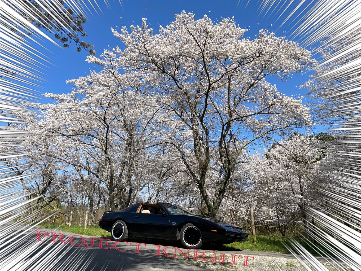 project_knight_'s tweet photo. 流石地元の桜🌸
誰もいないのでナイト2000  
眺めながらお昼にお茶して独占撮影😁
田舎だからこそ出来る贅沢😊
今日明日と休みの方は、どこかの桜を見にいかれるのかな❓
短い桜満開を楽しんでください😉
＃ナイトライダー  ＃ナイト2000   ＃滋賀県　＃桜　＃プロジェクトナイト　
＃projectknight https://t.co/mI6PvIp3UM