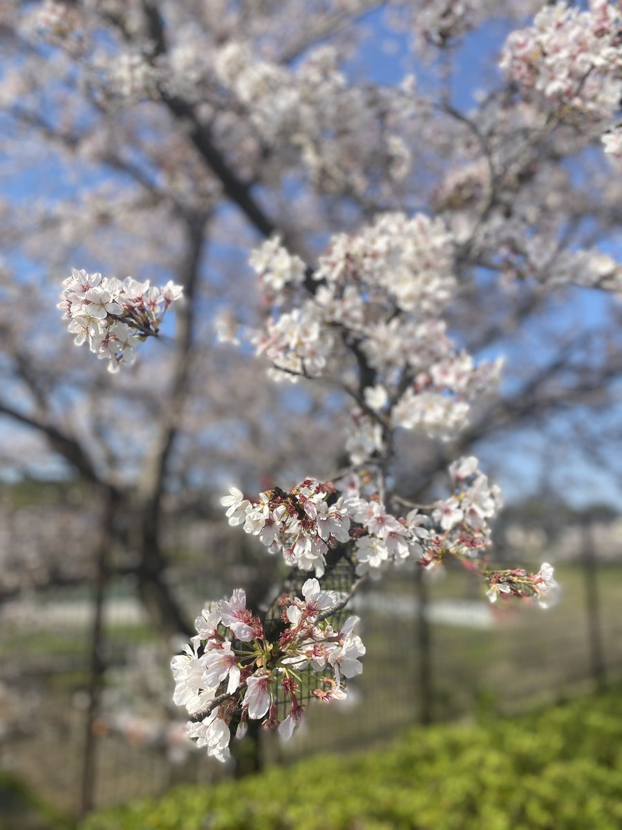 fujimori's tweet photo. 今年の桜も今週で終わりかな https://t.co/AAT6r3d3gI