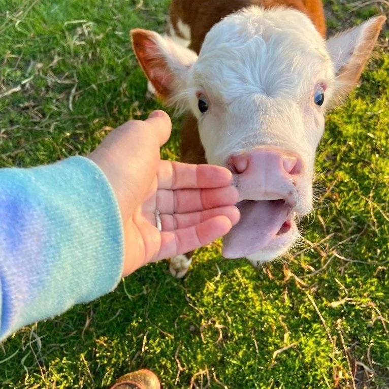 CowoftheDay1's tweet photo. 📅 5th April 2023
🏷️ Instagram/aimeefarmanimalsanctuary
💕 #animaloftheday https://t.co/YTpkuSTYpW