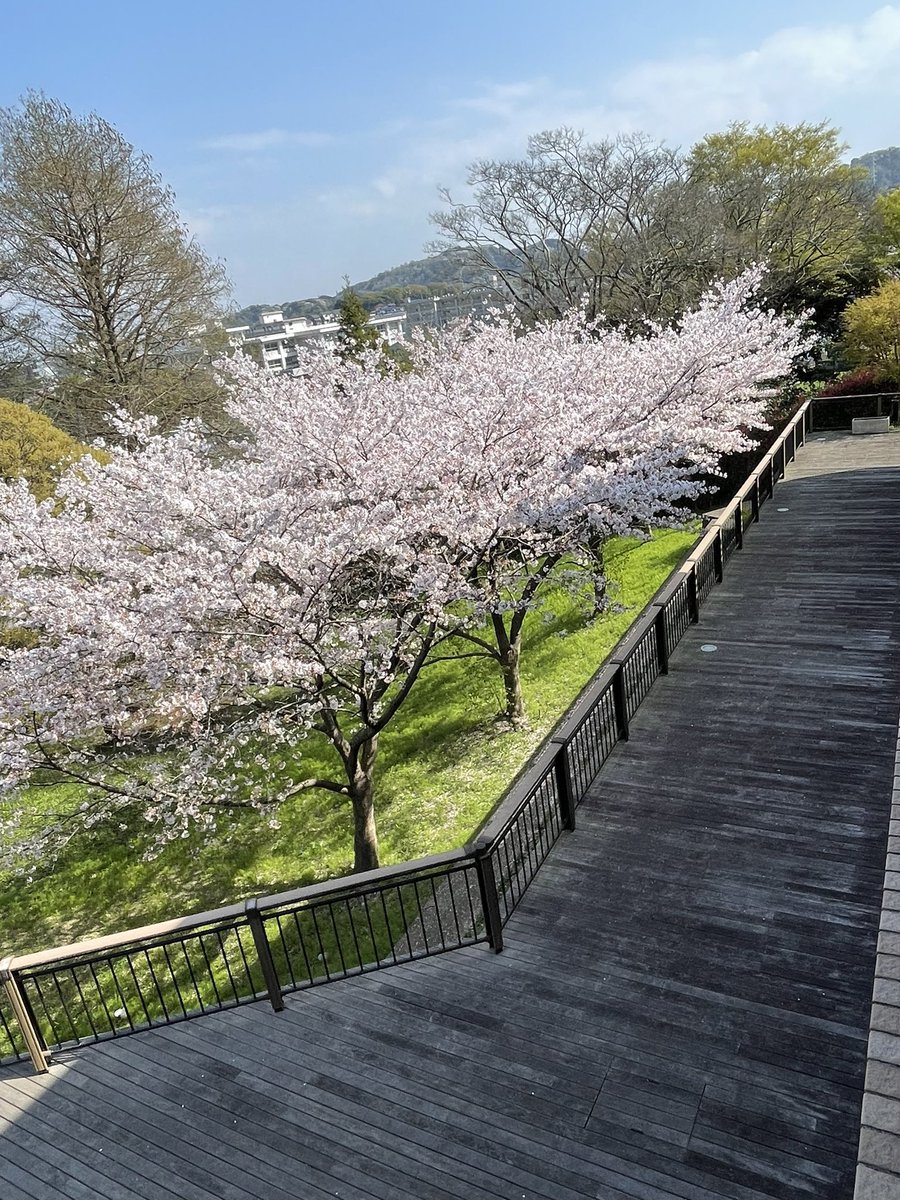 amiclpf's tweet image. 今日は、私の故郷にある池上コミュニティセンターにてスプリングコンサートでした🌸懐かしい場所！綺麗になっていてびっくり✨地元はとってもあたたかい😿
歌、ギター、ヴァイオリン、フルート(ピアノも✨)、クラリネットという珍しい編成でしたがマッチするなと思いました☺️ありがとうございました❣️