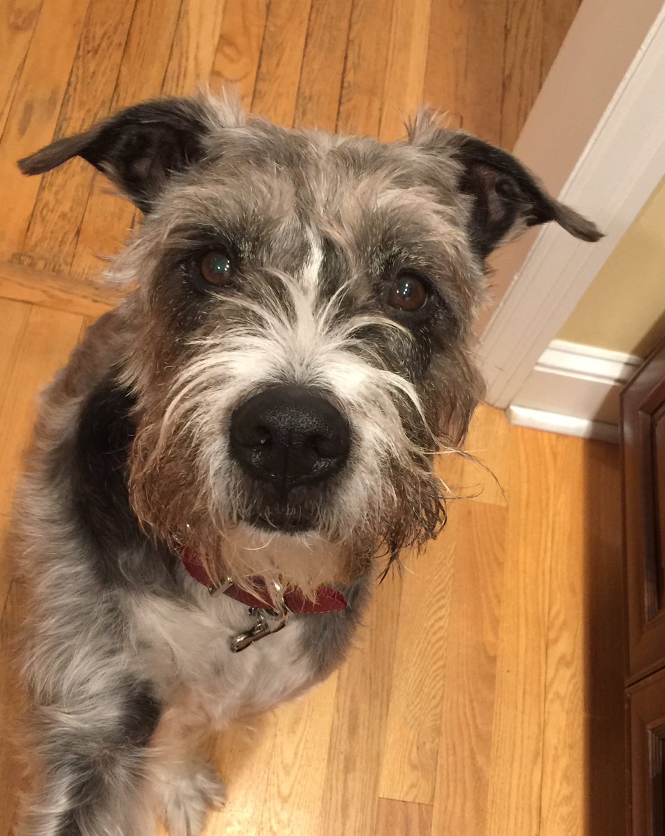 katcuca's tweet photo. @ddddelaney @darth Who knew there could be more gorgeous dogs like Milo in the world! Congrats to you and Gravy❤️ https://t.co/YmMvODl2Zm