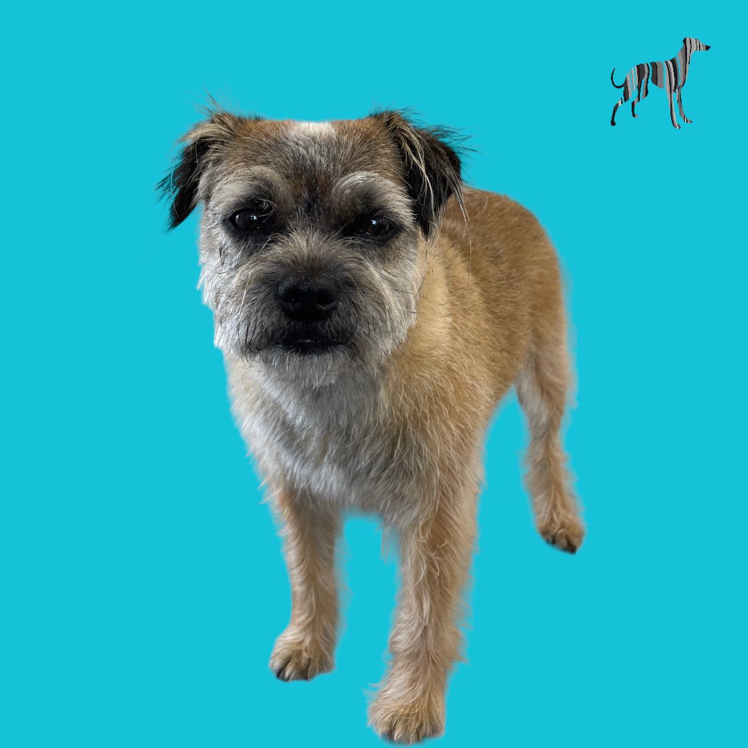 BlenheimandBlue's tweet photo. #blenheimandblue #doggrooming #dogsofinstagram #doggroomer #alfreton #matlock #crich #dog #doglover #foralldogkind  #puppy #puppiesofinstagram #pup #Dogsarefamily https://t.co/gQyAcBXJmD