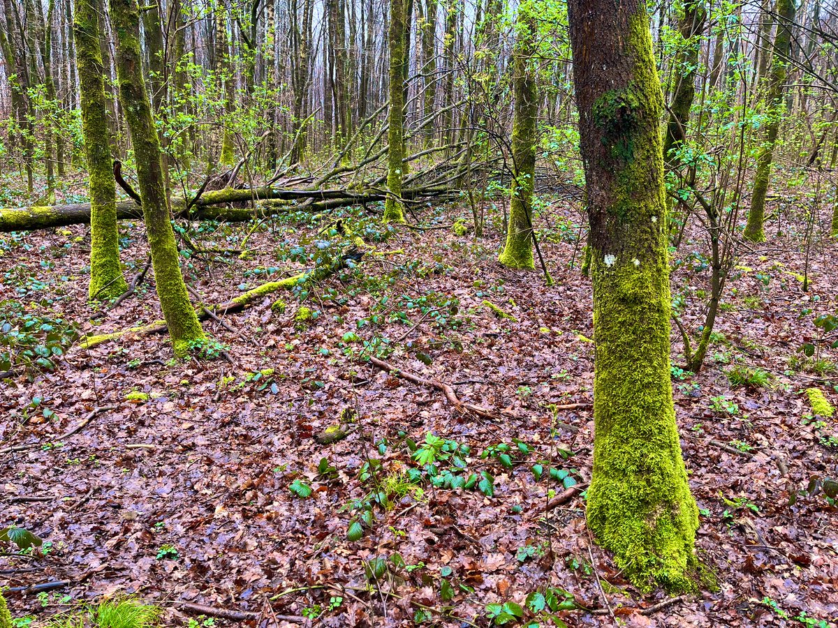 The Brussels drizzle —
down payment on flowers plus
fluorescent forest