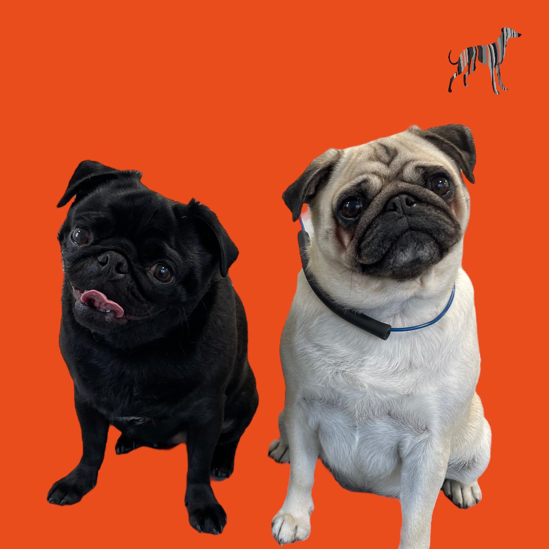 BlenheimandBlue's tweet photo. #blenheimandblue #doggrooming #dogsofinstagram #doggroomer #alfreton #matlock #crich #dog #doglover #foralldogkind  #puppy #puppiesofinstagram #pup #dogsoftwitter https://t.co/wi1z18wKOZ