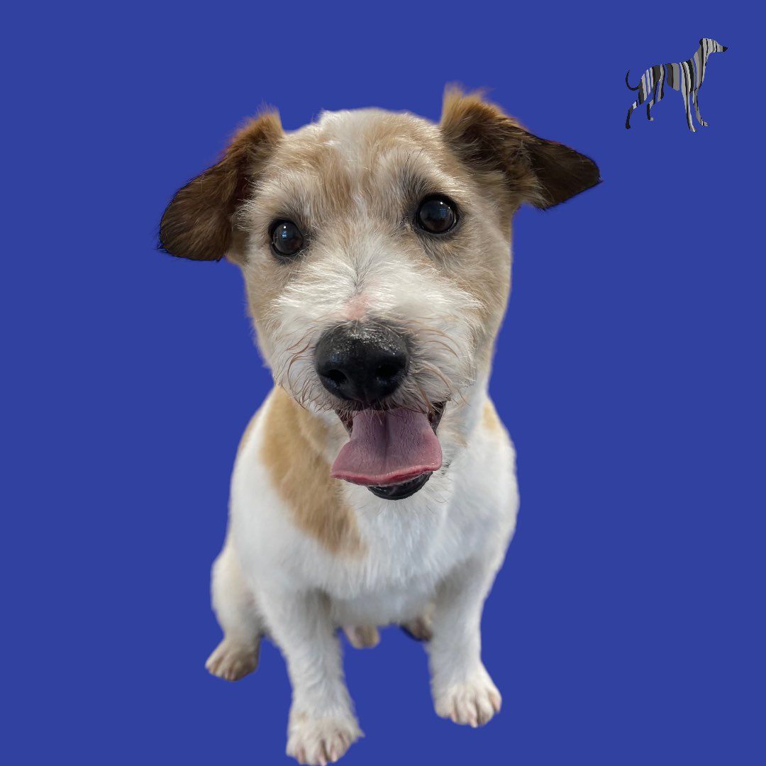 BlenheimandBlue's tweet photo. #blenheimandblue #doggrooming #dogsofinstagram #doggroomer #alfreton #matlock #crich #dog #doglover #foralldogkind  #puppy #puppiesofinstagram #pup #dogsoftwitter https://t.co/wi1z18wKOZ