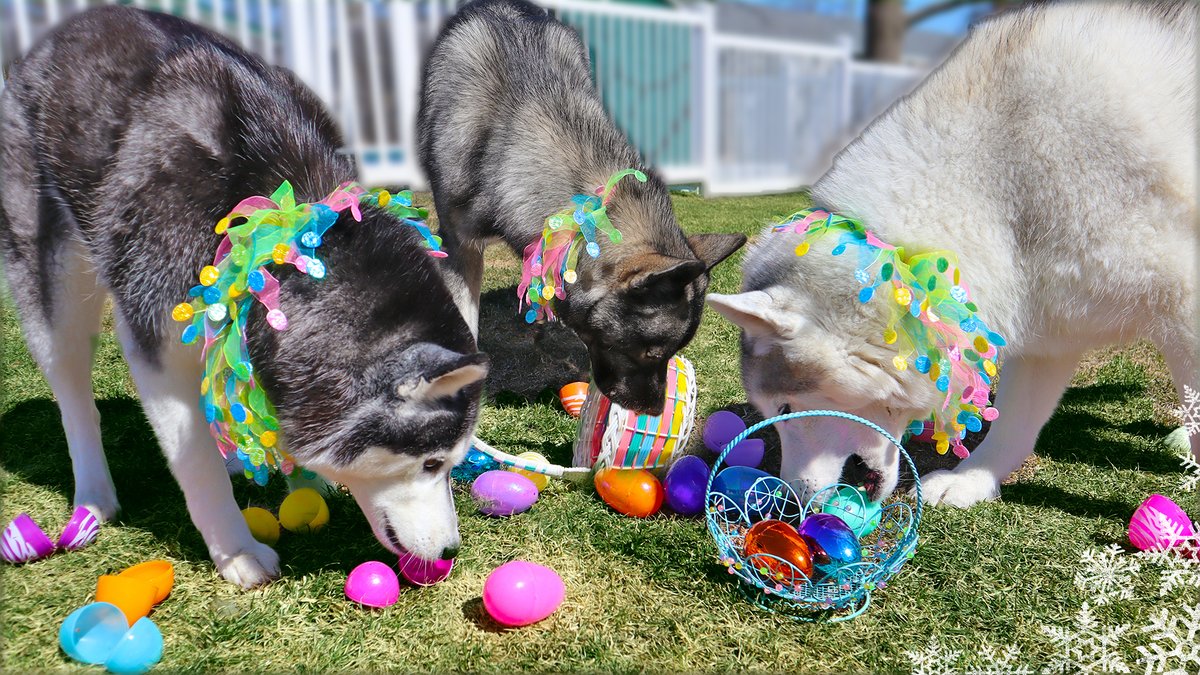A New Video Just went up!
Go here: youtu.be/ZHXHFQ3nLeE to watch!
Our dogs got to do their annual Easter Egg Hunt!
No this is not an #aprilfools joke, but it is kind of funny that this video landed on April 1st haha!
#Eastereggs #dogs #dogsoftwitter #twitterdogs #happyeaster
