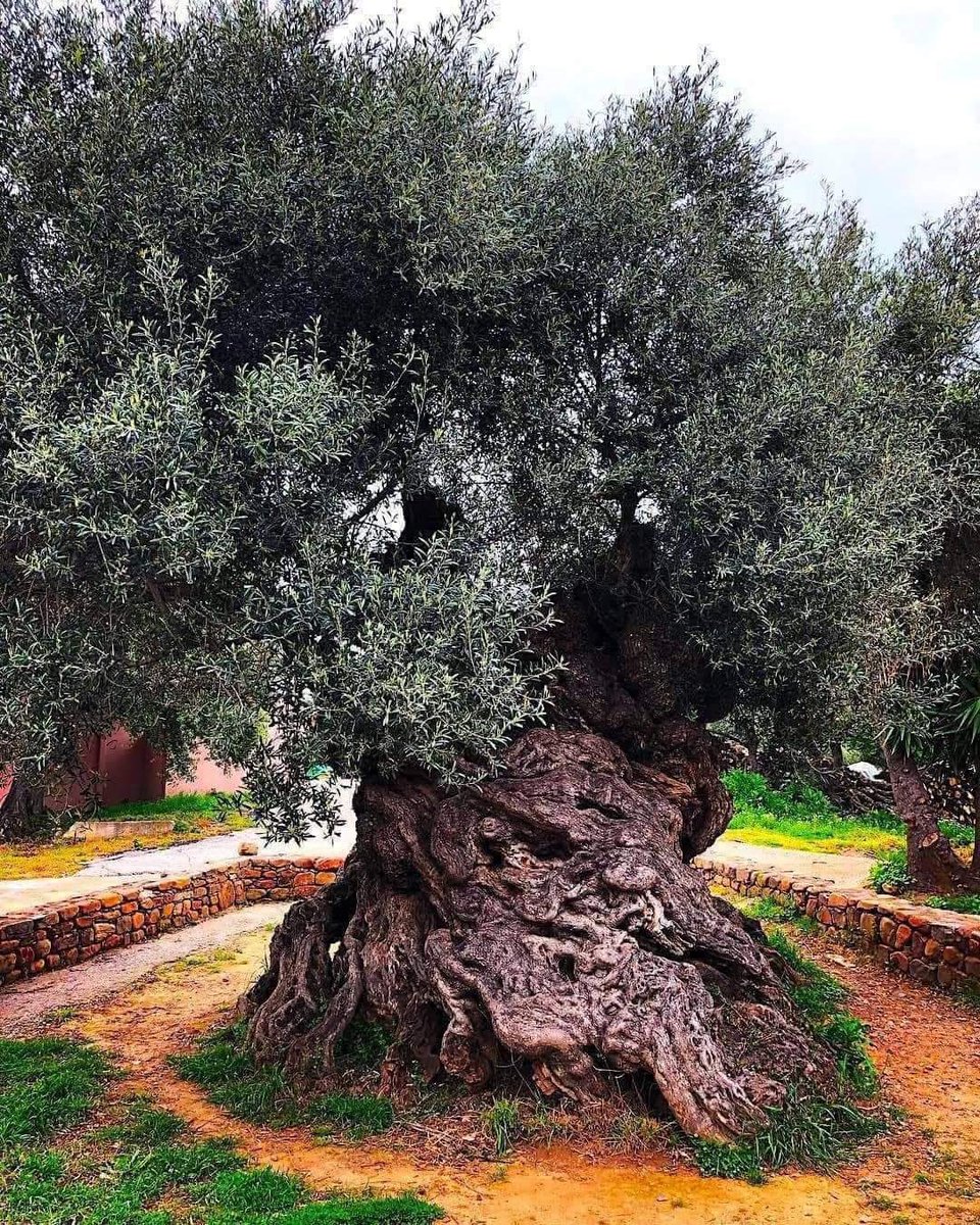 FotosDeFatos's tweet photo. A antiga Oliveira de Vouves é uma árvore com aproximadamente 2.900 anos. Situada em um cemitério na ilha de Creta, na Grécia, ela viveu durante a escrita da Ilíada por Homero, a idade de ouro de Atenas, ascensão do Império Romano e o nascimento de Cristo.

Ainda produz azeitonas. https://t.co/zlwfOMyNxk