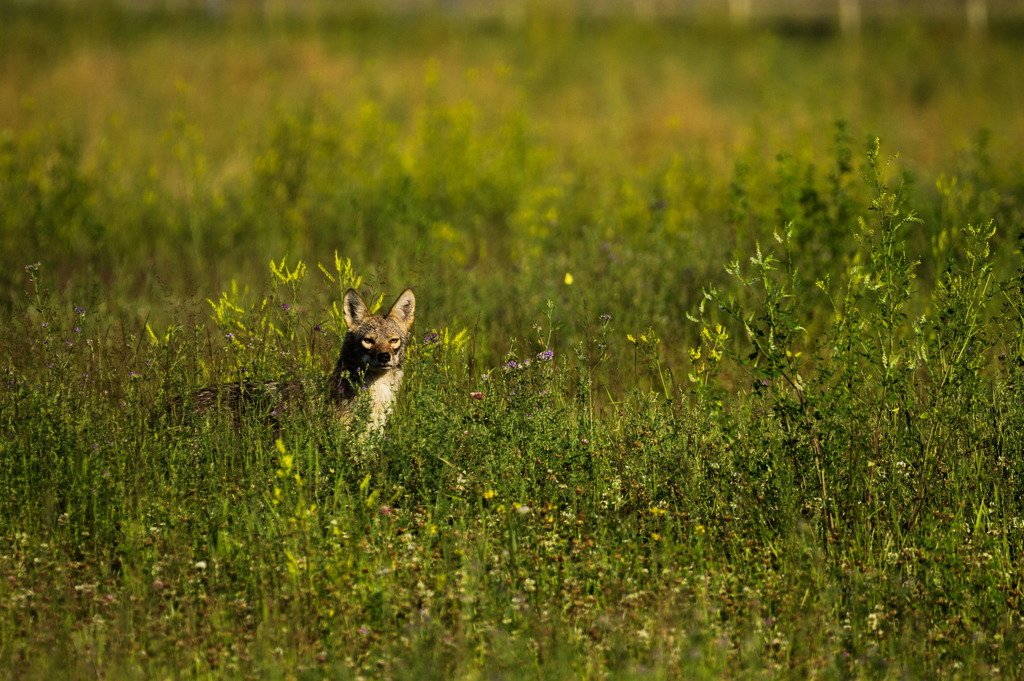 tccfp_umn's tweet photo. @VoyaWolfProject Incredible! Coincidentally, we were able to confirm sightings of a lone wolf in St. Paul (!) last summer. It's possible it dispersed from the Voyageurs region, but we have yet to confirm through genetic testing. https://t.co/8nqje7uBed