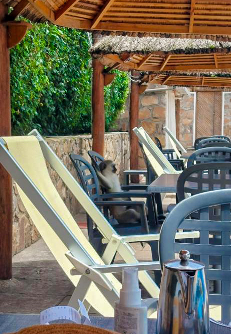 Mr Monkey patiently waiting for his cappuccino..😅
Happy Weekend 

#hotelclubdulac #MonkeyLife #Bujumbura_Burundi #nature #plage