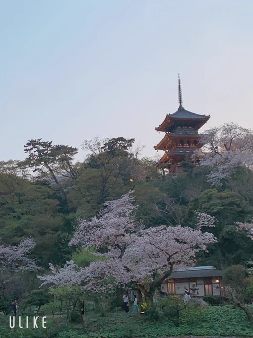 ミドリヤも桜もいっぱい撮ってきた 