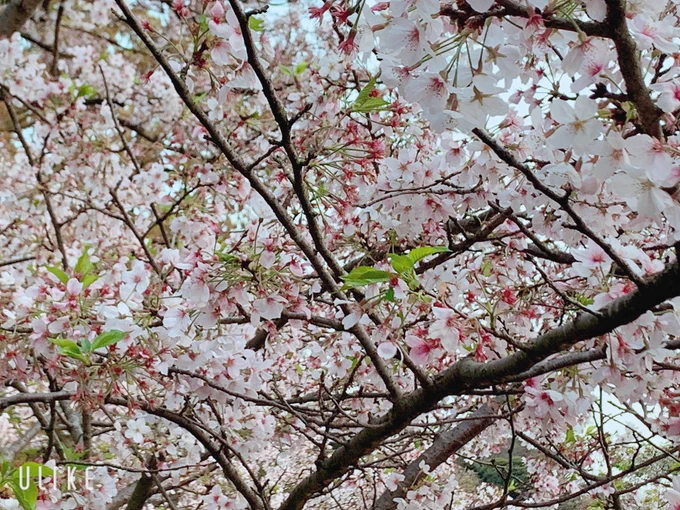 ミドリヤも桜もいっぱい撮ってきた 