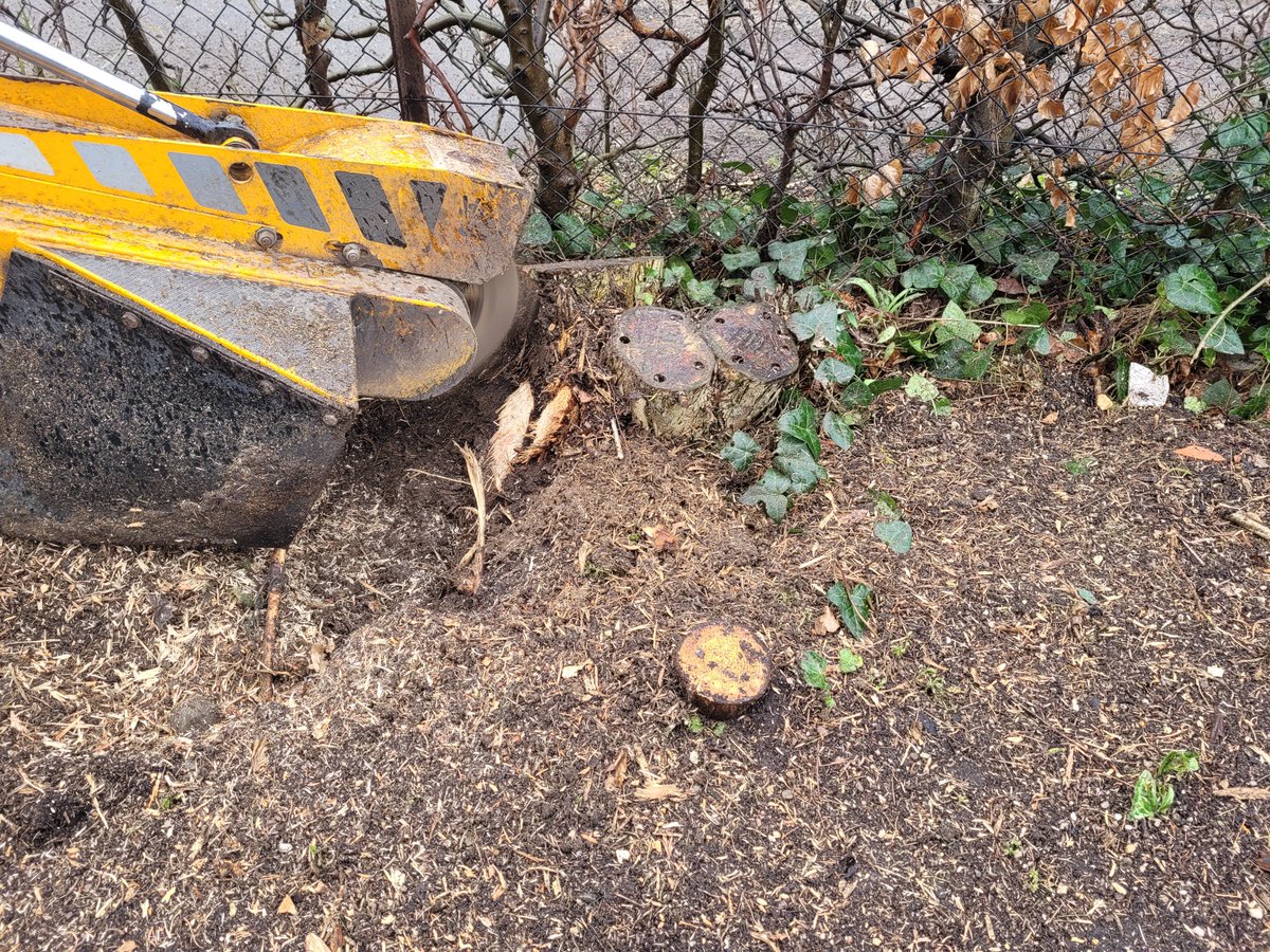 TreeGrinding tweet picture